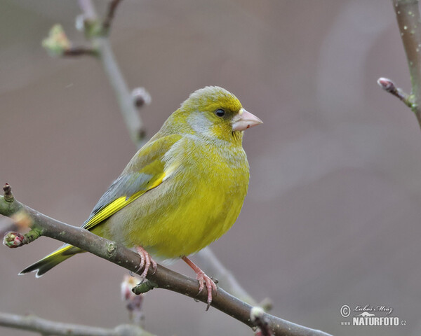 Greenfinch (Carduelis chloris)