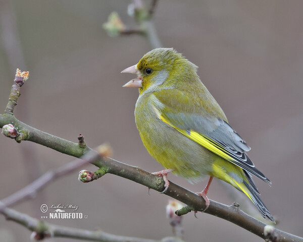 Greenfinch (Carduelis chloris)