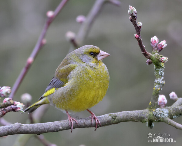 Greenfinch (Carduelis chloris)