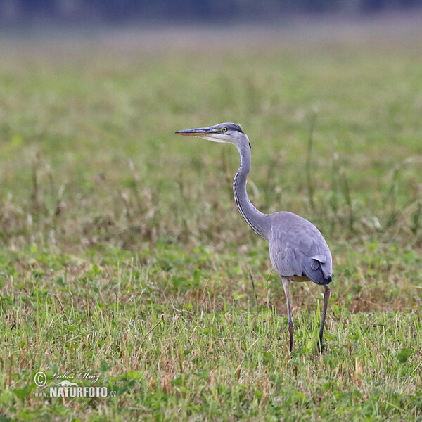 Grey Heron (Ardea cinerea)