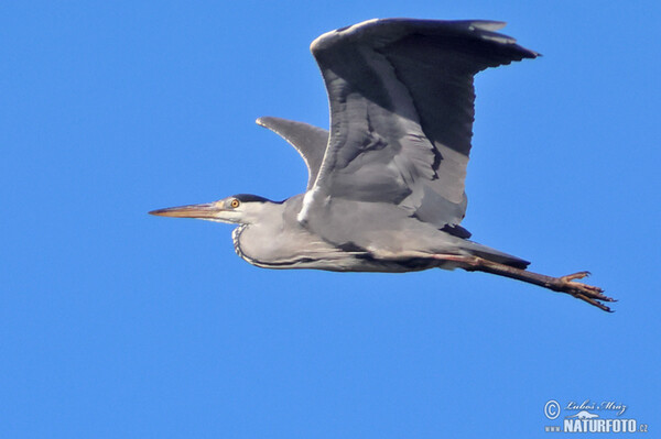 Grey Heron (Ardea cinerea)