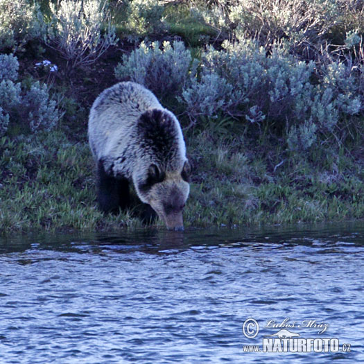 Grizzlybär