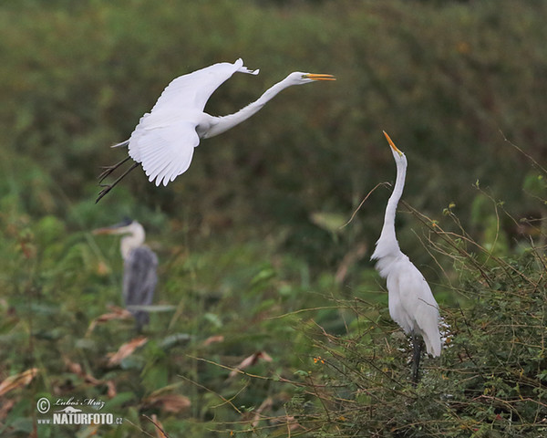 Grote zilverreiger