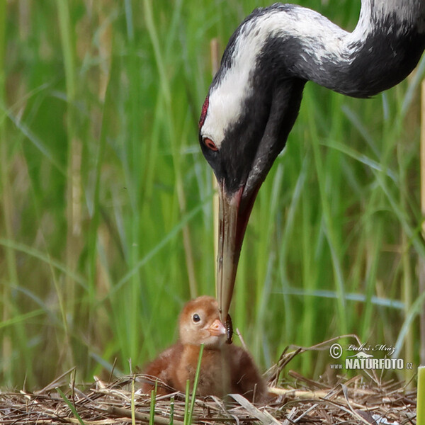 Grue cendrée