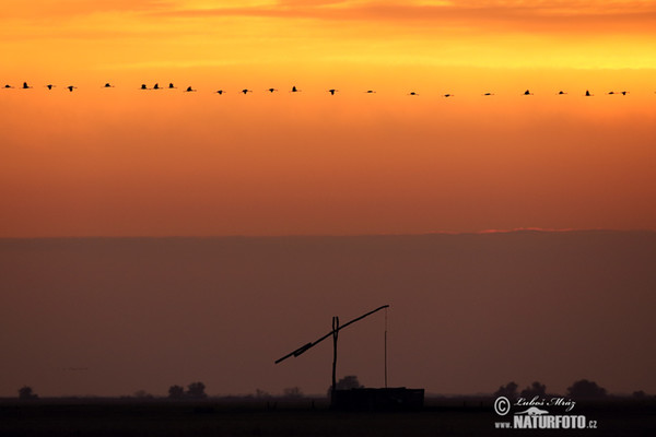 Grue cendrée