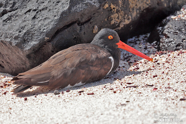 Haematopus palliatus