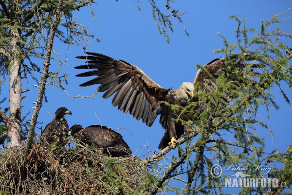 Haliaeetus albicilla