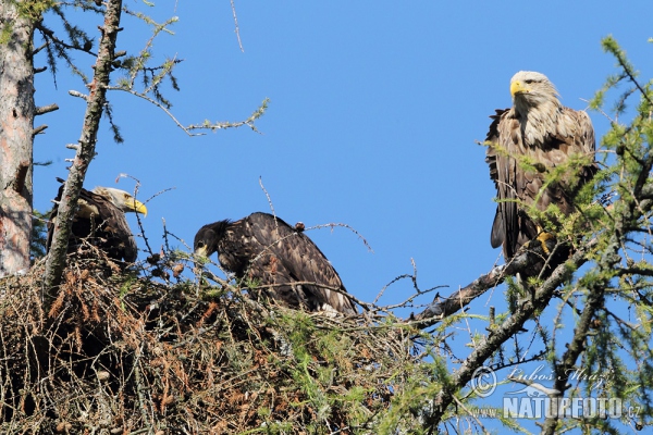 Haliaeetus albicilla