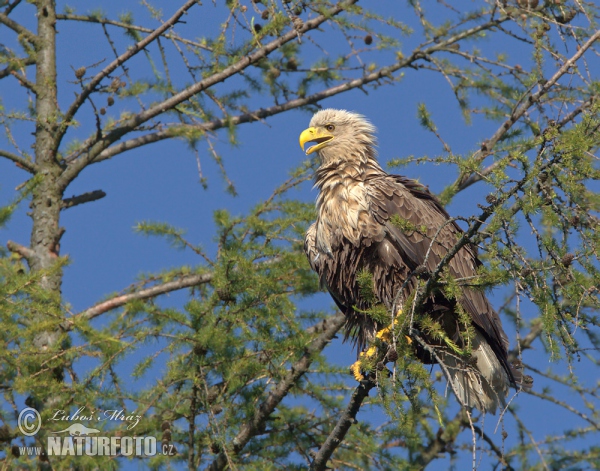 Haliaeetus albicilla