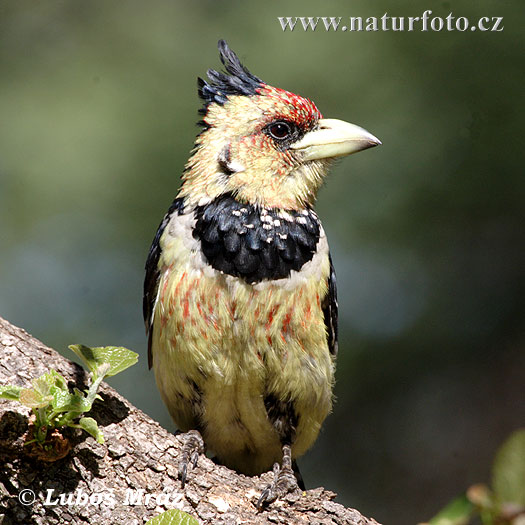 Hauben-Bartvogel