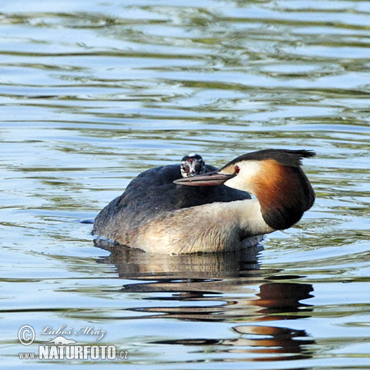 Haubentaucher