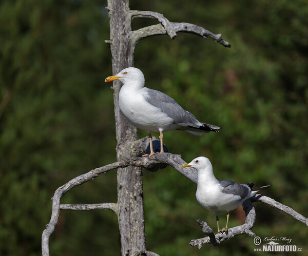 Herring Gull (Larus argentatus)