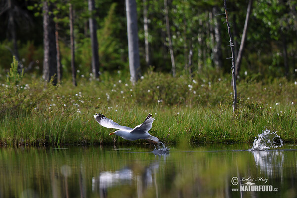 Herring Gull (Larus argentatus)