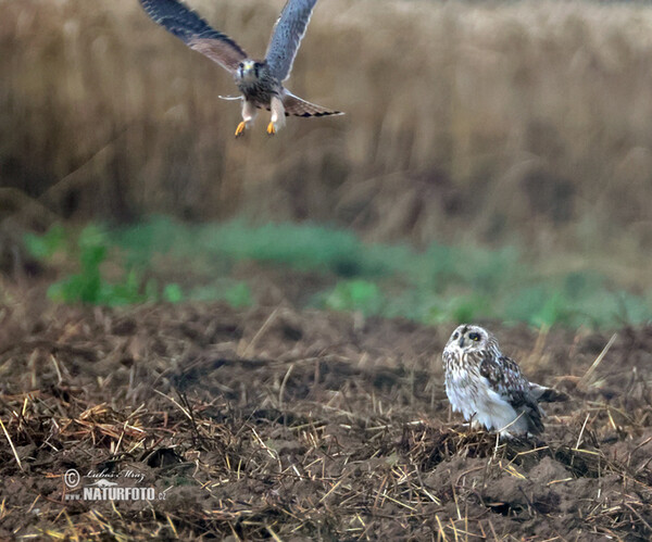 Hibou des marais