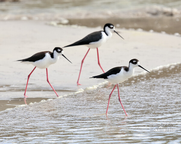 Himantopus mexicanus