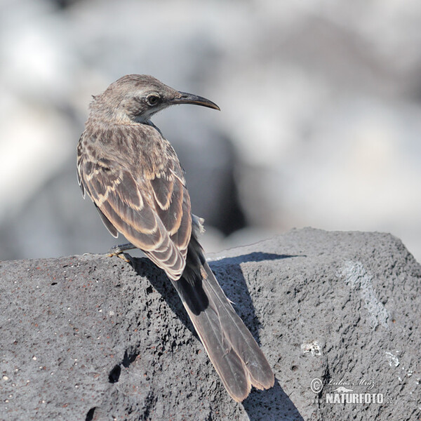 Hood Mockingbird (Mimus macdonaldi)