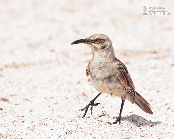 Hood Mockingbird (Mimus macdonaldi)