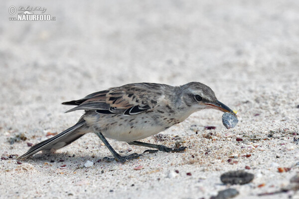 Hood Mockingbird (Mimus macdonaldi)