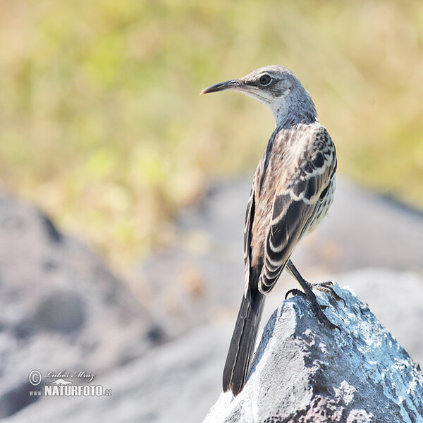 Hood Mockingbird (Mimus macdonaldi)