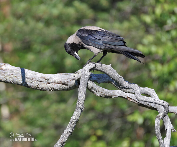 Hooded Crow (Corvus cornix)