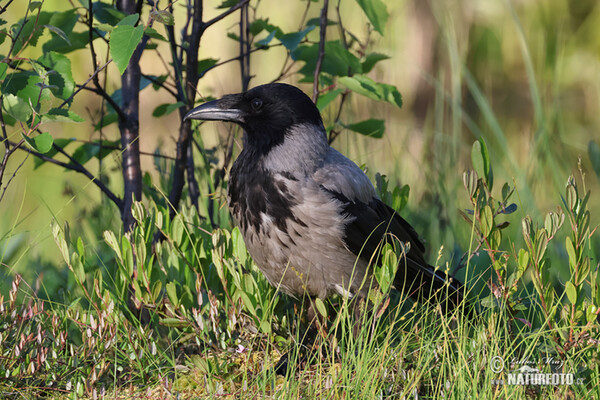 Hooded Crow (Corvus cornix)