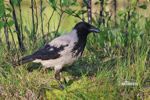 Hooded Crow (Corvus cornix)