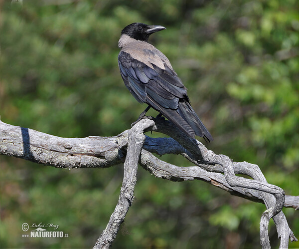 Hooded Crow (Corvus cornix)