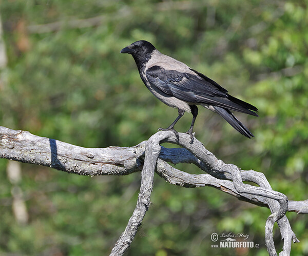 Hooded Crow (Corvus cornix)