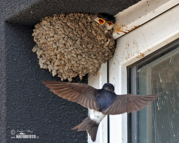 House Martin (Delichon urbica)