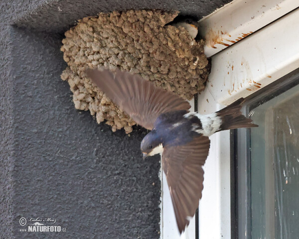 House Martin (Delichon urbica)