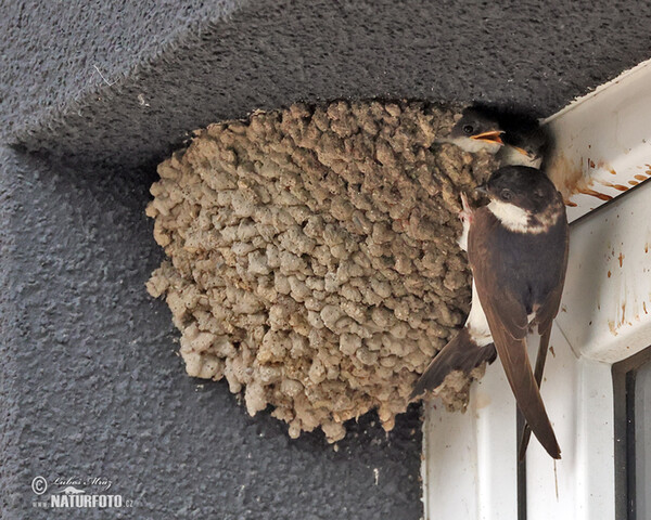 House Martin (Delichon urbica)