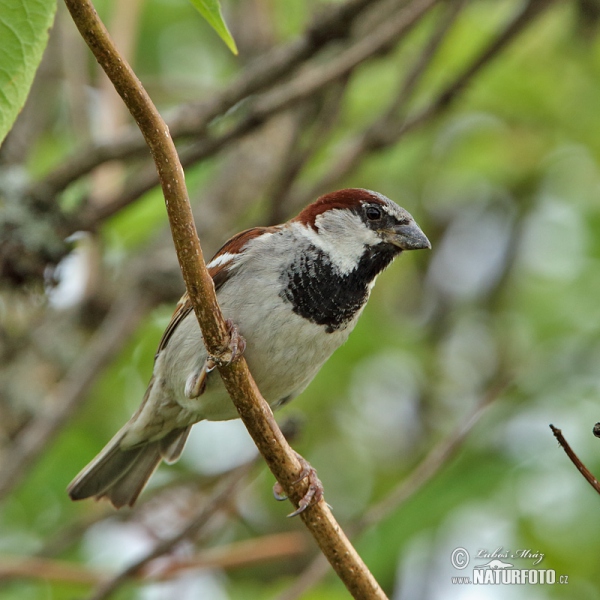 House Sparrow (Passer domesticus)