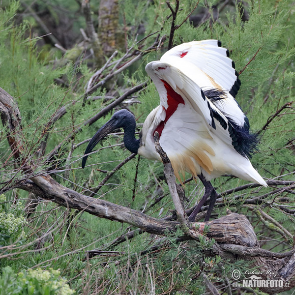 Ibis sacro