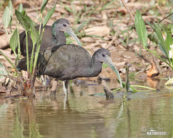 Ibis verde