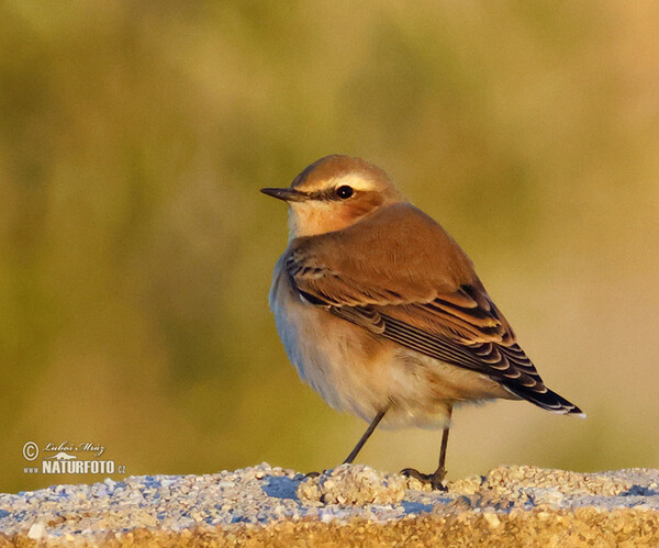 Isabeline Wheatear (Oenanthe isabellina)