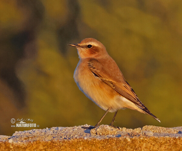 Isabeline Wheatear (Oenanthe isabellina)