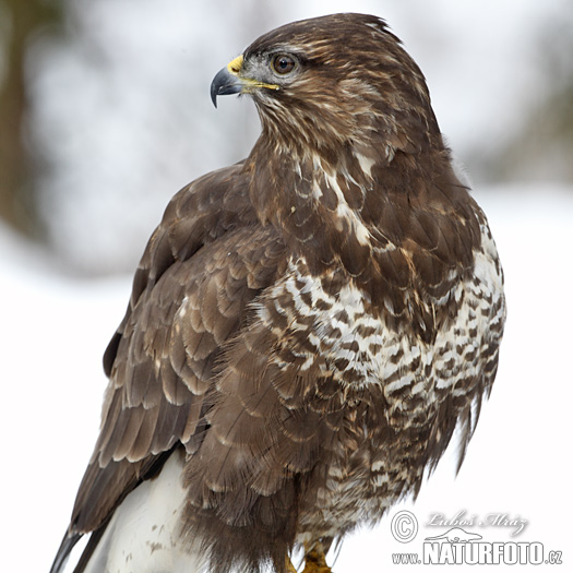 Komuna buteo