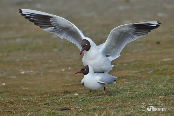 Lachmöwe