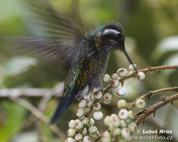 Lampornis cololaemus