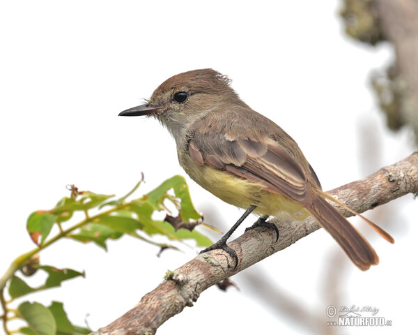 Large-billed Flycather (Myiarchus magnirostris)