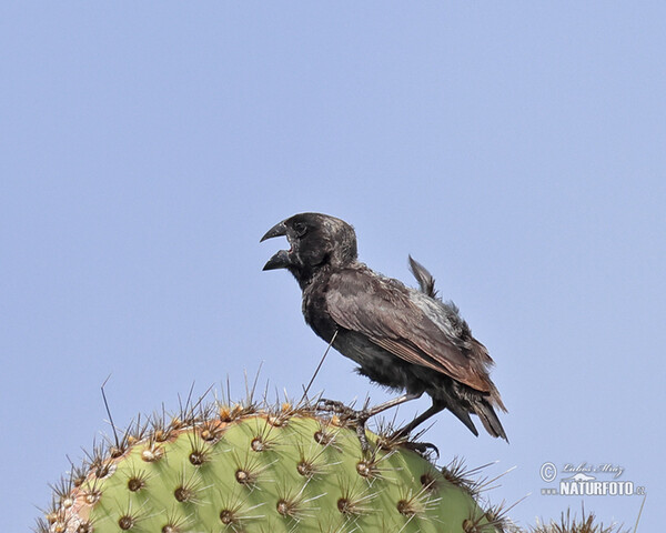 Large Ground-Finch (Geospiza magnirostris)