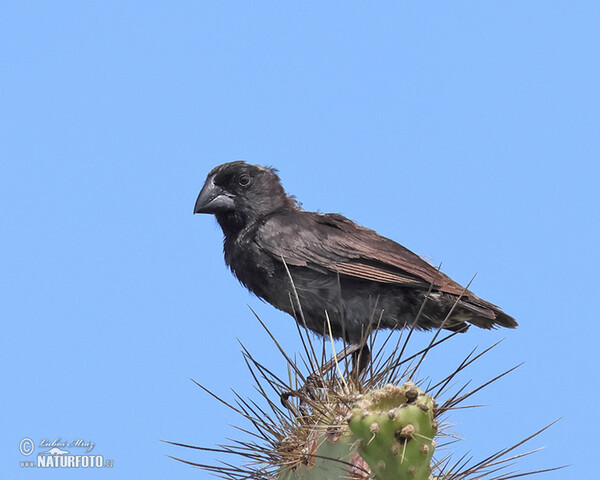 Large Ground-Finch (Geospiza magnirostris)