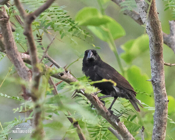 Large Ground-Finch (Geospiza magnirostris)