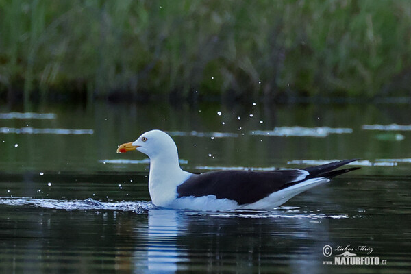 Larus fuscus