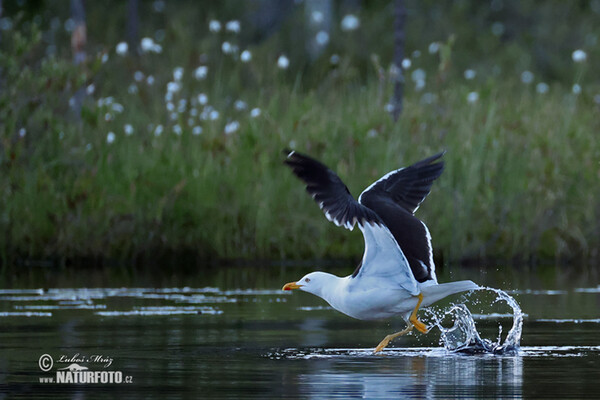 Larus fuscus