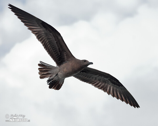 Lava Gull (Leucophaeus fuliginosus)