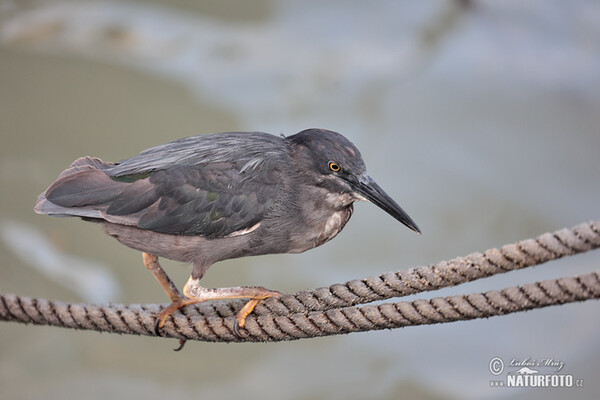 Lava Heron (Butorides sundevalli)