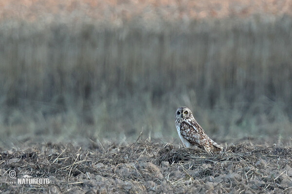 Lechuza Campestre Mussol emigrant Zingira-hontza