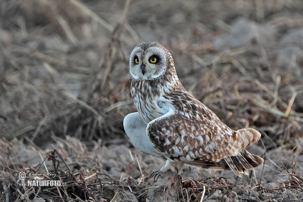 Lechuza Campestre Mussol emigrant Zingira-hontza