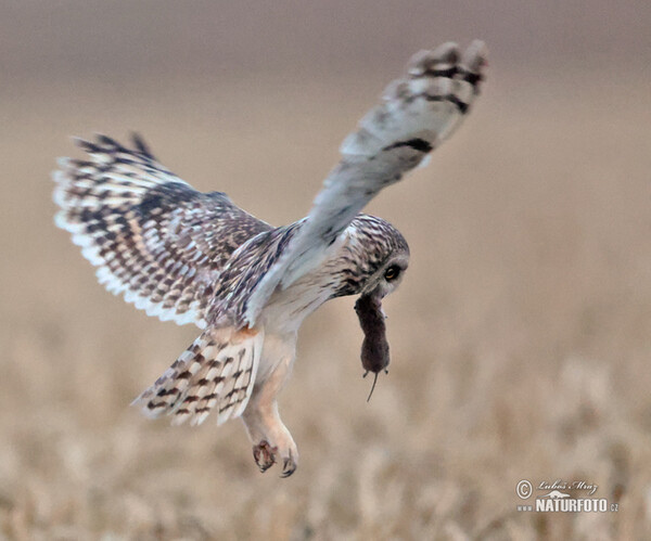 Lechuza Campestre Mussol emigrant Zingira-hontza